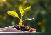 Hands holding soil with a young green plant